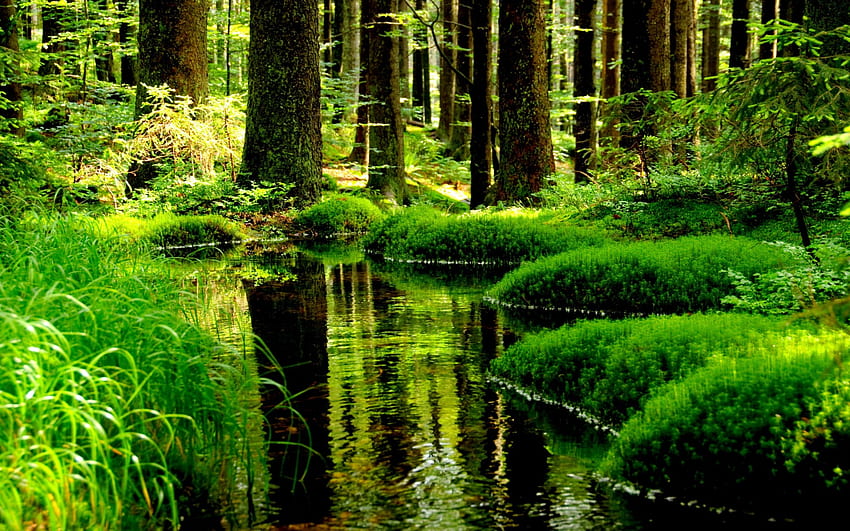 FOREST POND, swamp, forest, green, pond HD wallpaper