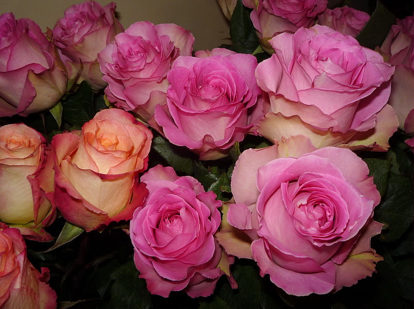 Fiori, Rose, Bouquet, Boccioli, Tenerezza Sfondo HD