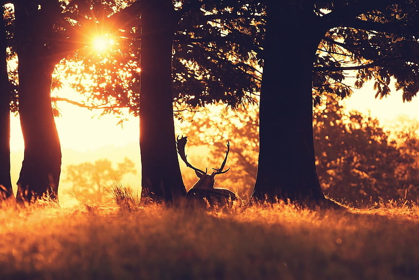 Animals, Trees, Grass, Forest, Deer, Sun Ray, Ray Of The Sun HD wallpaper