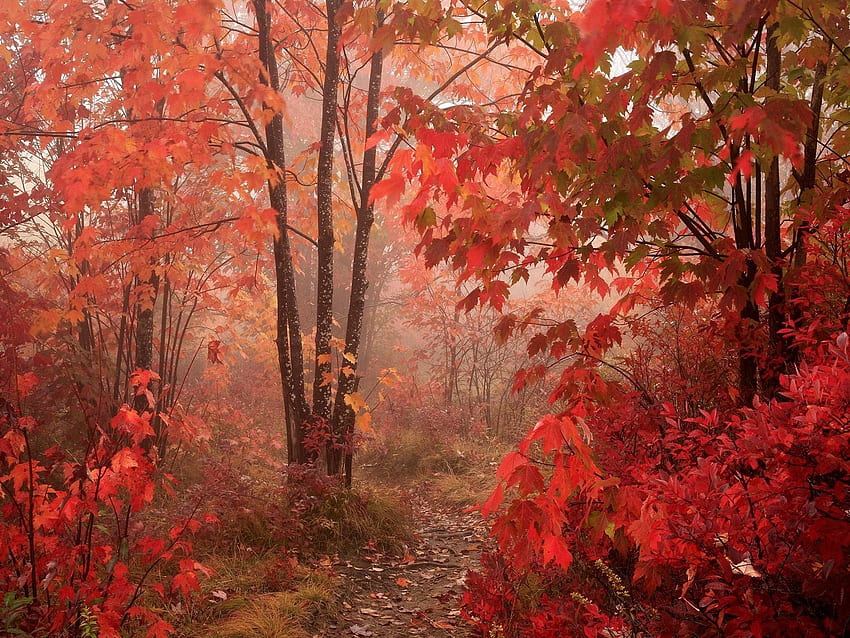 Nature, Autumn, Leaves, Park HD wallpaper