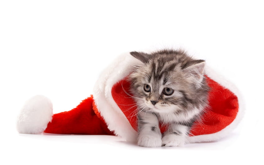 Christmas kitten, kitten, white, pisici, red, cat, paw, hat, santa, cute HD wallpaper