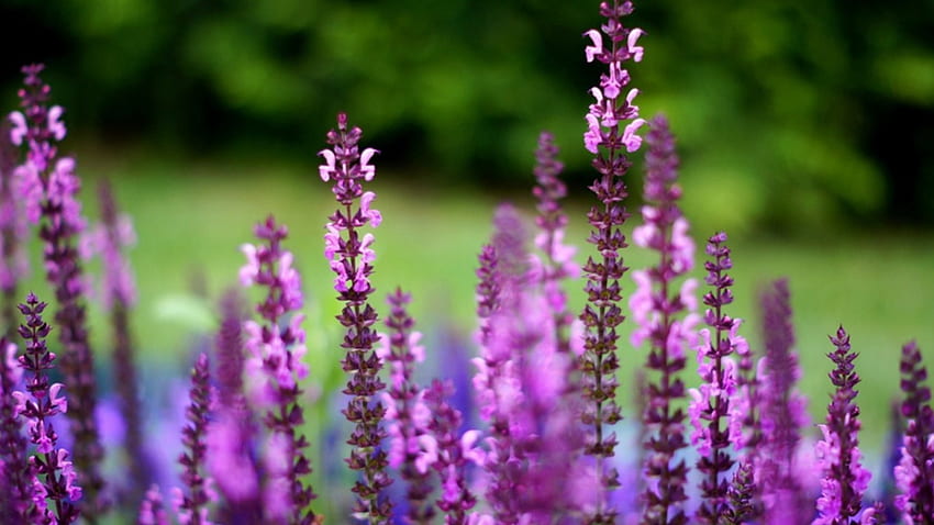 Purple flowers, purple, beautiful, nature, flower HD wallpaper