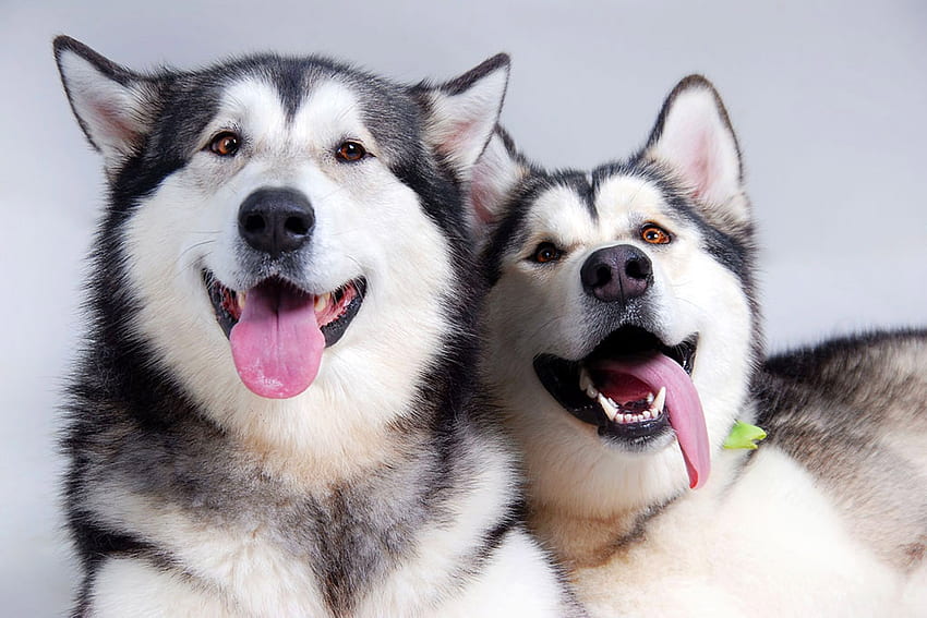Animals, Dogs, Couple, Pair, Relaxation, Rest, Husky, Language, Tongue HD wallpaper