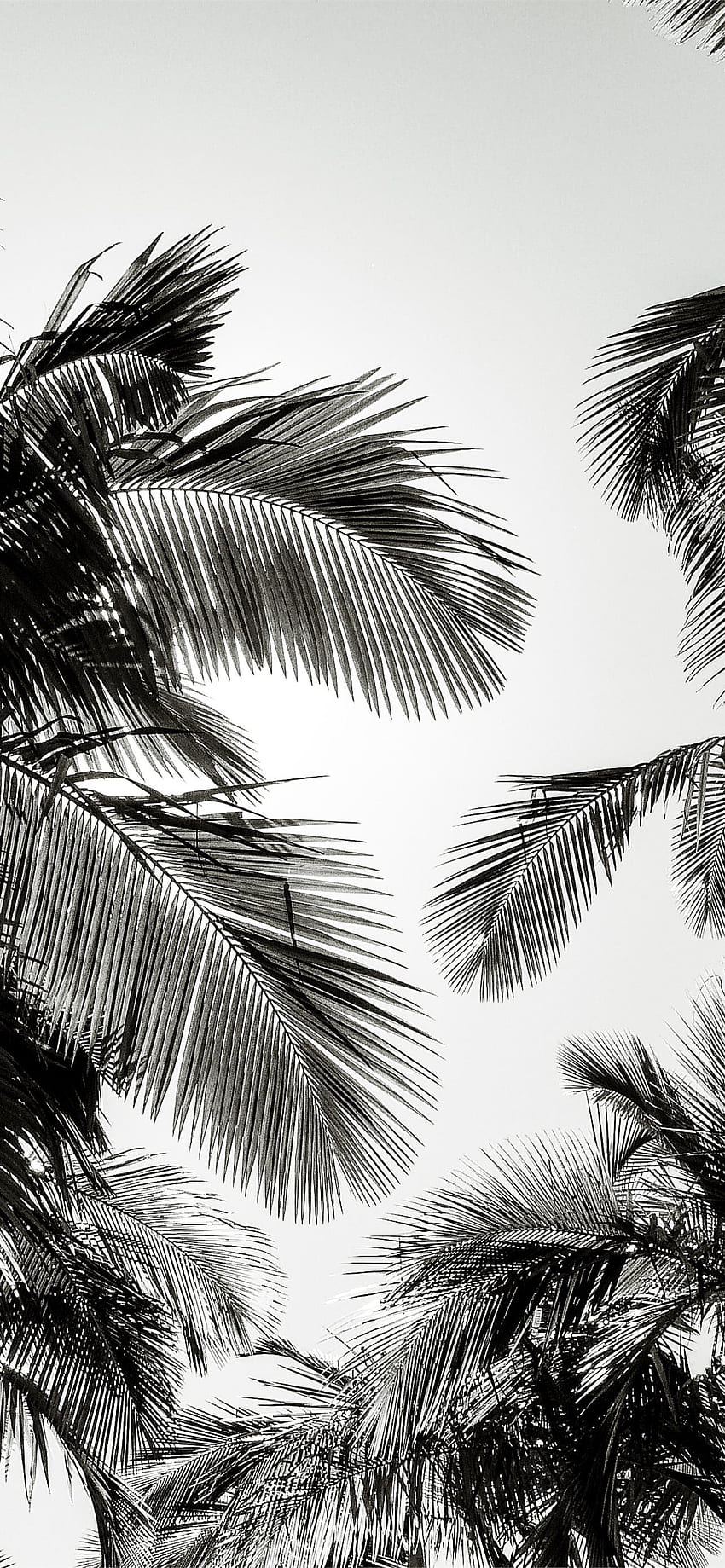 palmeras verdes bajo un cielo azul durante el día iPhone 12, Black Palm fondo de pantalla del teléfono
