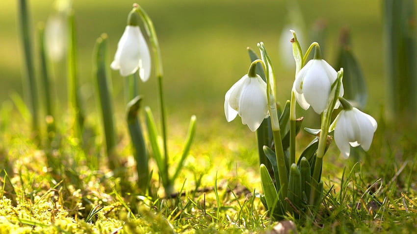 Snowdrop Late Winter to Early Spring Flowers. Flower Meanings. Spring ...