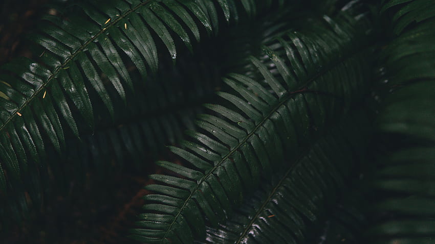 ใบไม้ พืช มาโคร เฟิร์น วอลล์เปเปอร์ HD