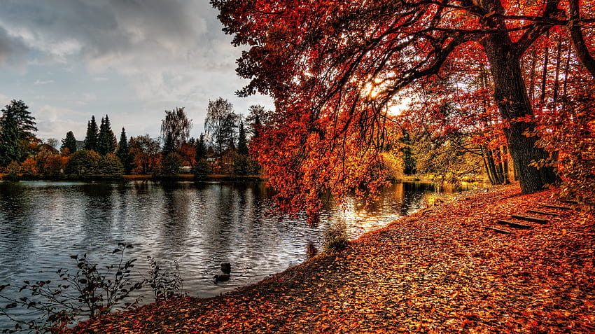 자연, 가을, 호수, 공원, 단풍 HD 월페이퍼