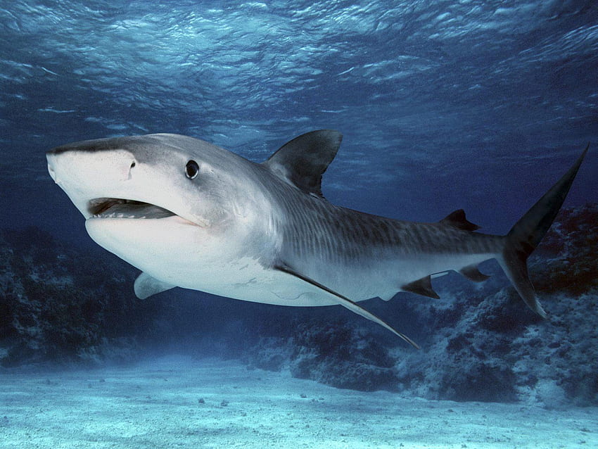 Тигрова акула, сладка акула HD тапет