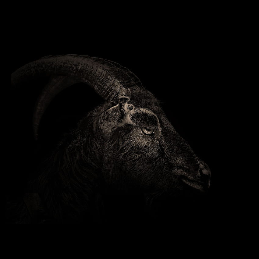 Black & White ¥ The Witch. NiGhTmArEs in black and white, Goat Art HD phone wallpaper