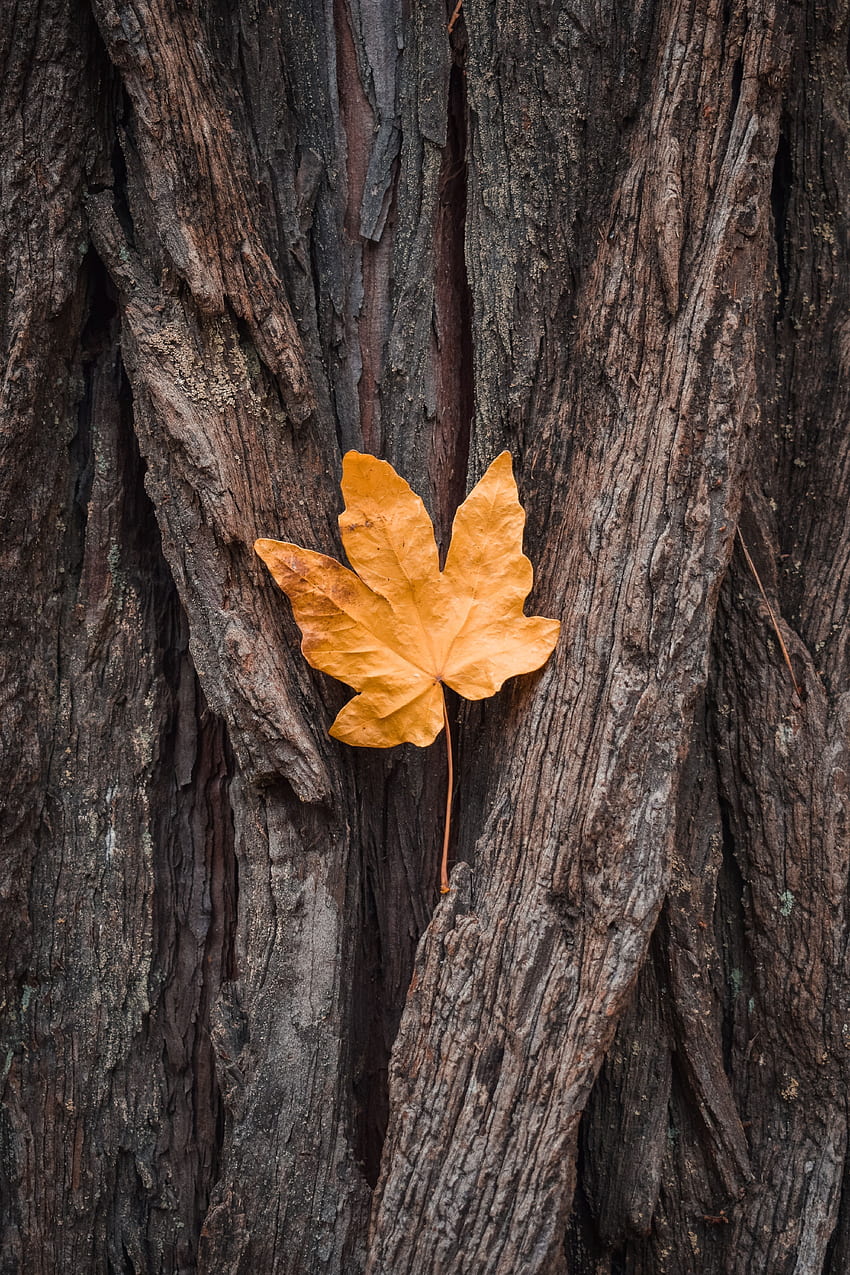 Nature, Autumn, Wood, Tree, Sheet, Leaf, Maple, Bark HD phone wallpaper
