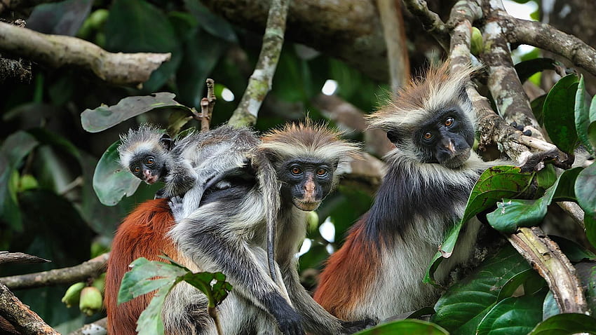 Isla de Zanzíbar, colobo rojo, monos Lleno fondo de pantalla
