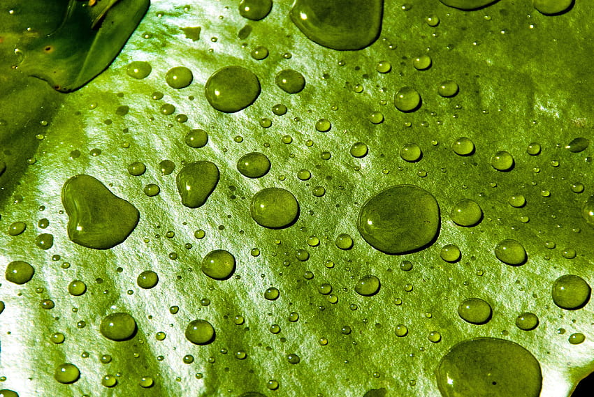 Wassertropfen, Nahaufnahme, Seerosenblatt HD-Hintergrundbild