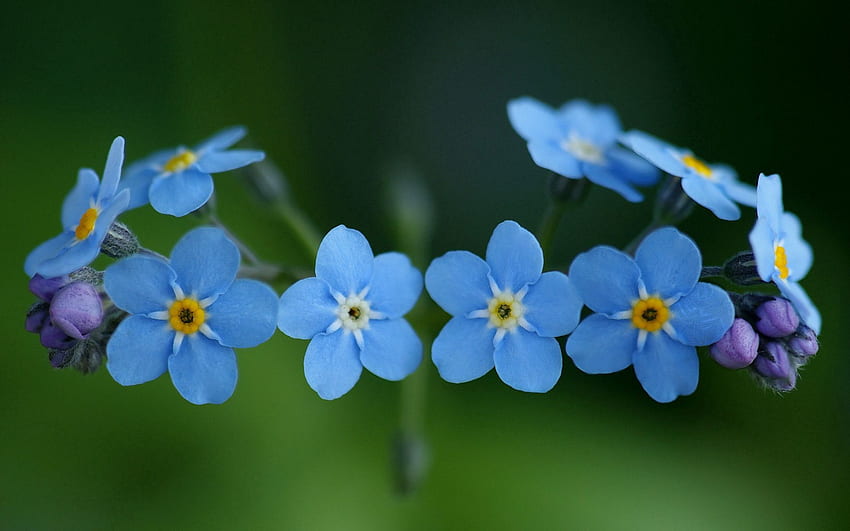 Flowers, Close-Up, Beauty, Forget-Me-Nots HD wallpaper