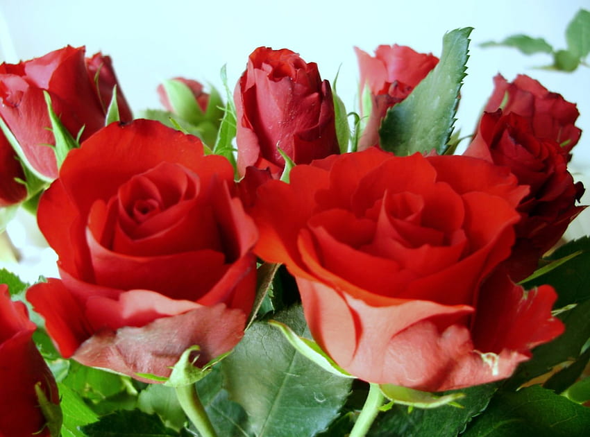 rose rosse, romantico, rose, amore, rosso Sfondo HD