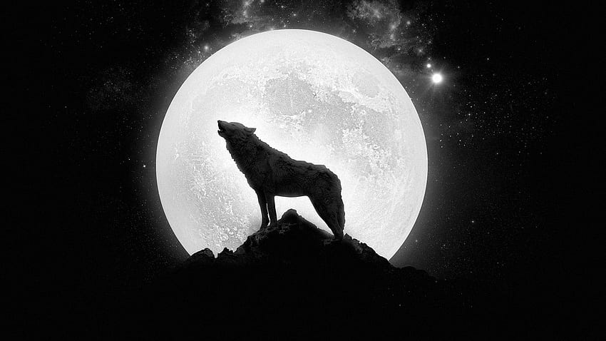 Loup et lune - loup solitaire, loup triste Fond d'écran HD