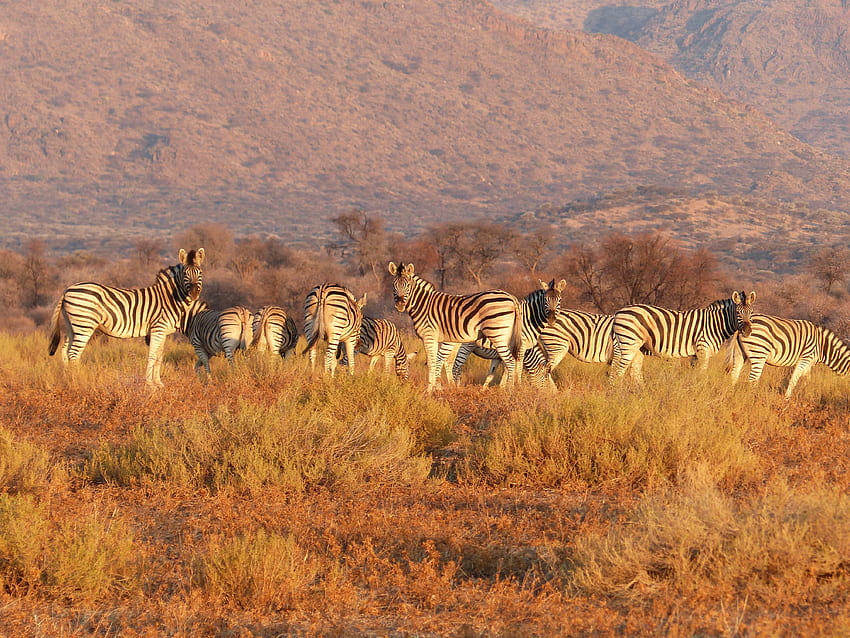 Tiere, Savanne, Zebra, Herde, Weide HD-Hintergrundbild