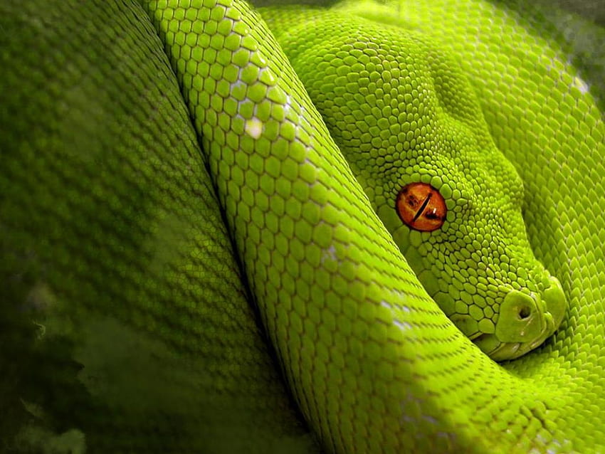 Wąż, węże, zwierzęta Tapeta HD