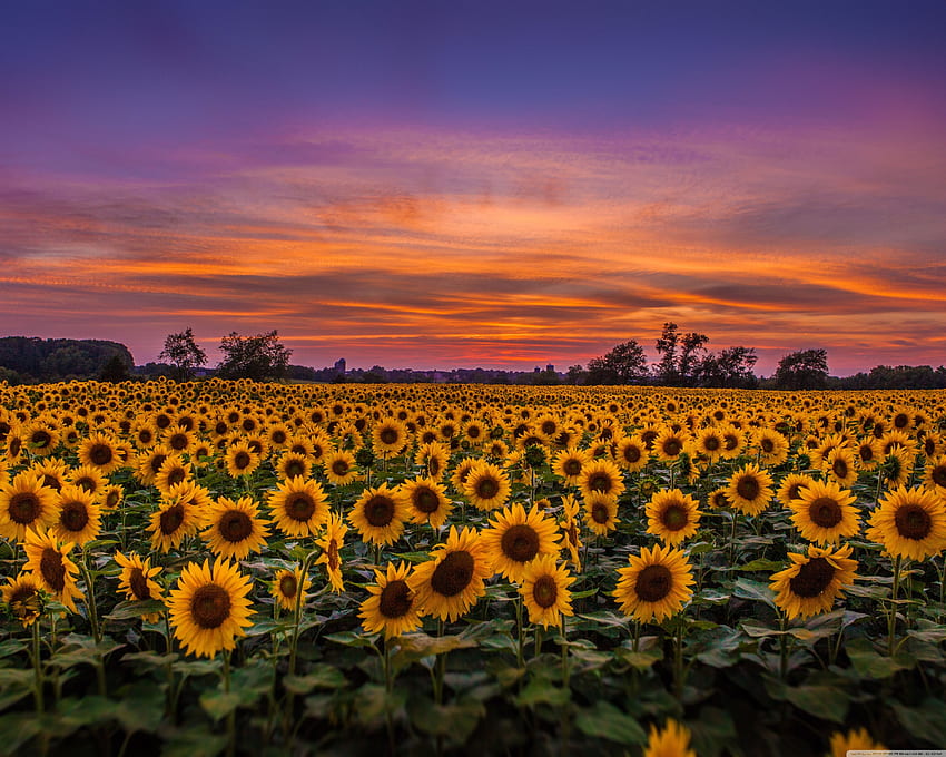 Sunflowers, Field ❤ untuk Ultra TV Wallpaper HD