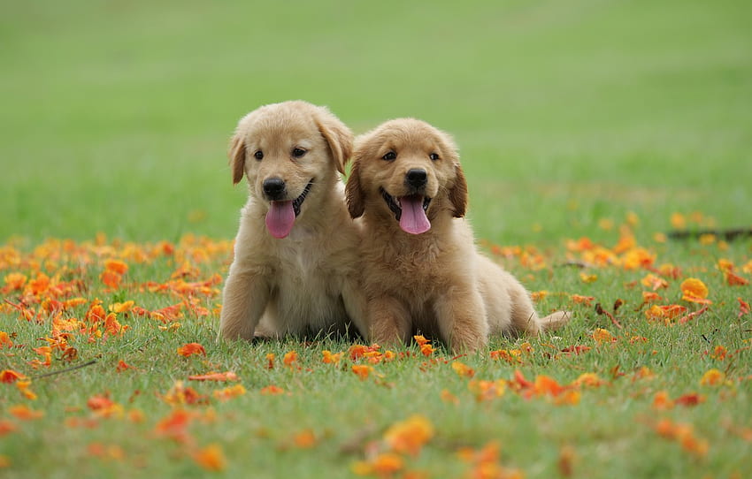 grass, flowers, Park, cute, puppy, golden, happy, lawn, puppy, dog, park, Retriever, cute, retriever for , section собаки - , Cute Golden Retriever HD wallpaper