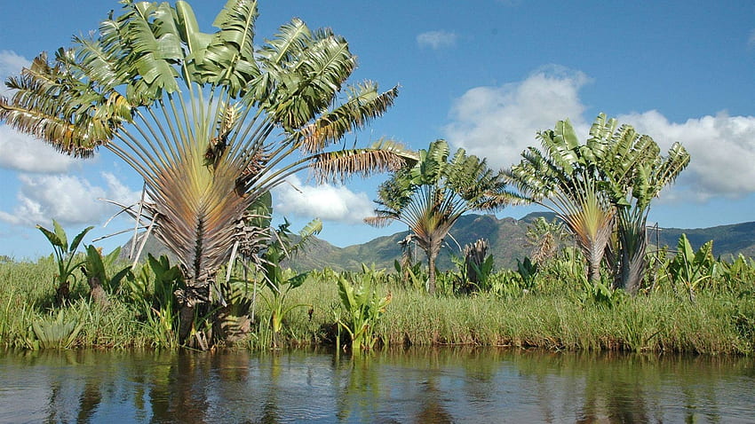 Ravinala palm trees, river, Madagascar, Madagascar Landscape HD wallpaper
