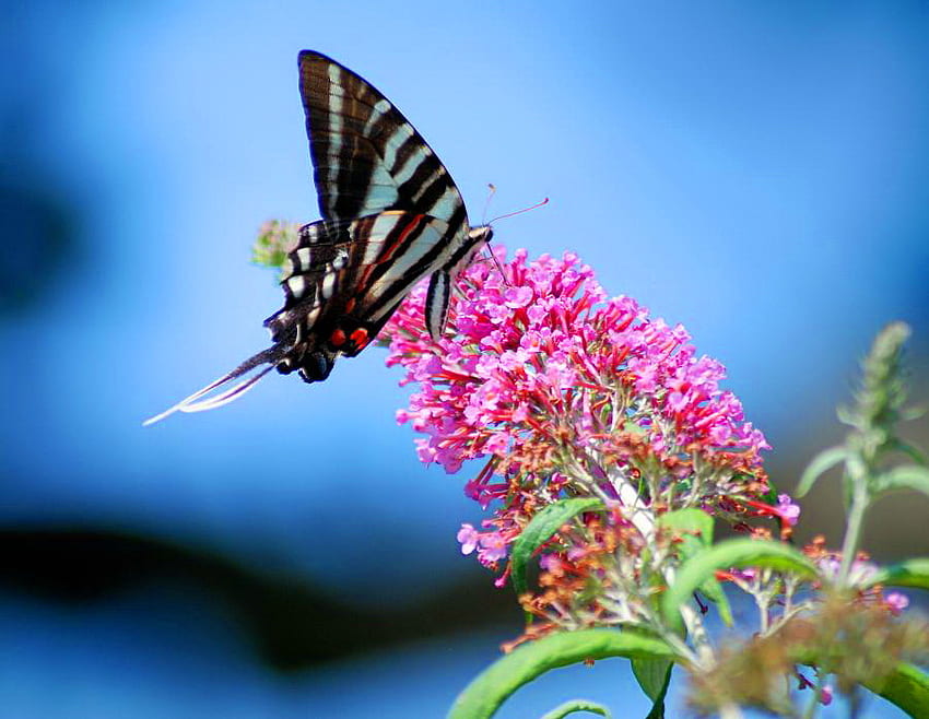 Kissing the blooms, blue sky, nectar, pink, black white blue, butterfly, flower HD wallpaper