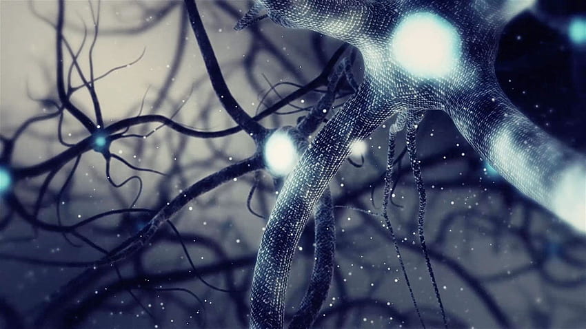 Neuronauka - neuron, neuron mózgu Tapeta HD