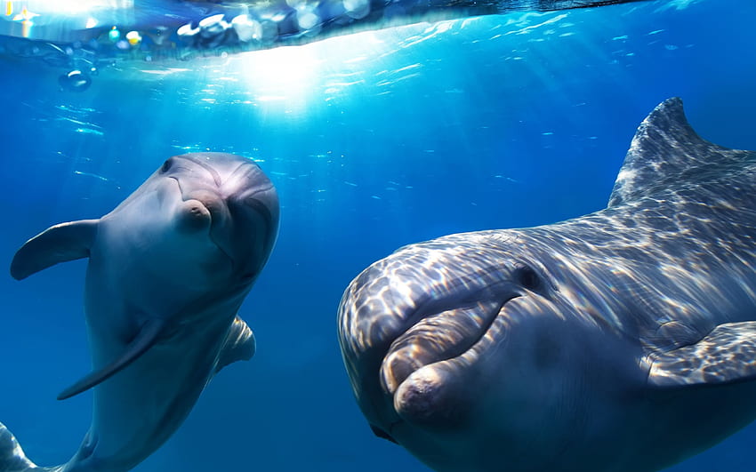 dolphins, , underwater world, ocean, marine, Marine Animal HD wallpaper