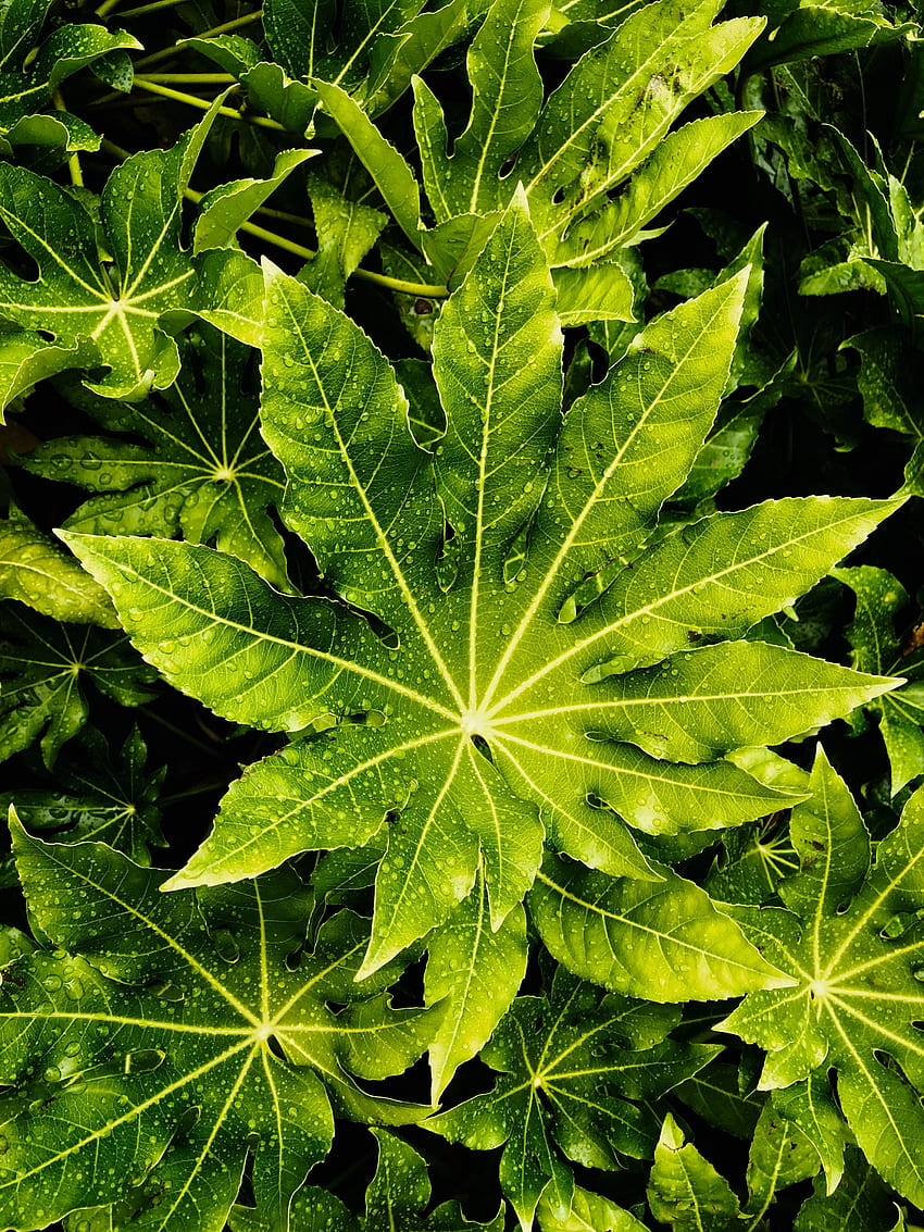 Leaves, Drops, Macro, Wet HD phone wallpaper