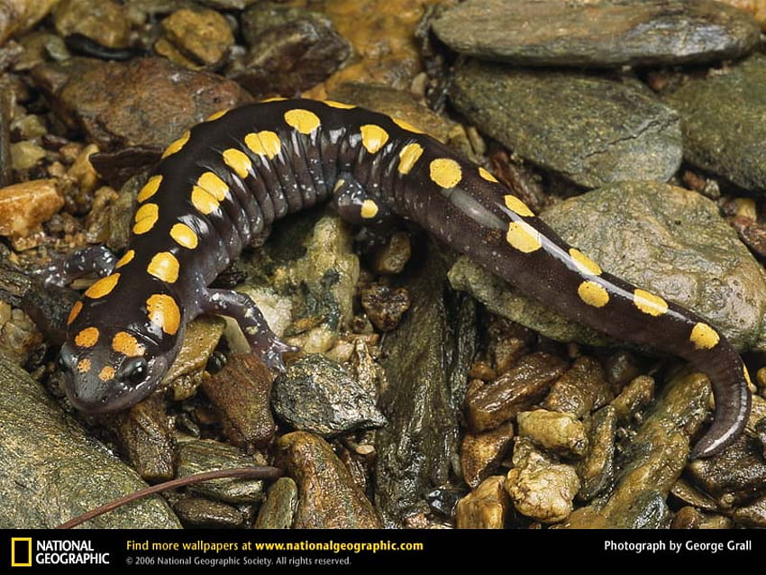 Spotted Salamander, salamander, animals, amphibians HD wallpaper