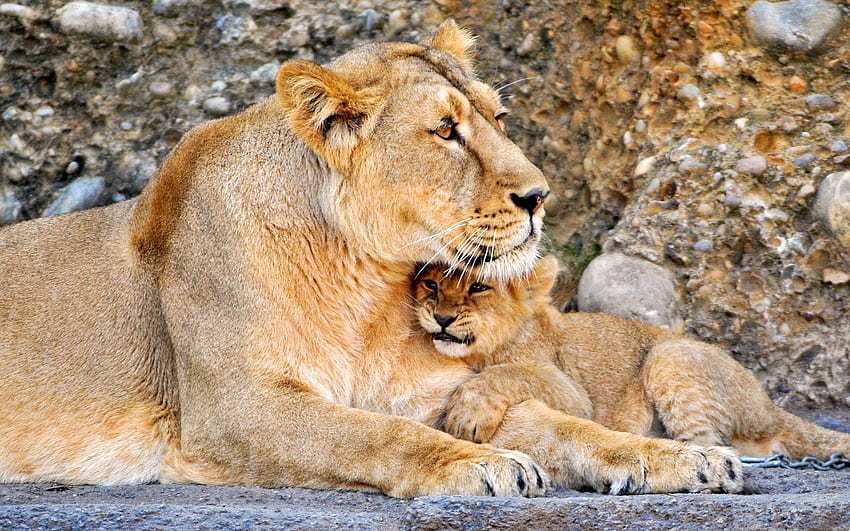 Animals, Young, Lioness, Care, Joey, Embrace HD wallpaper