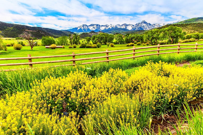 Pastoral Rest, snowy peaks, barn, farm, beautiful, grass, mountain range, wildflowers, field, green, yellow, fence, nature, pasture, Colorado HD wallpaper