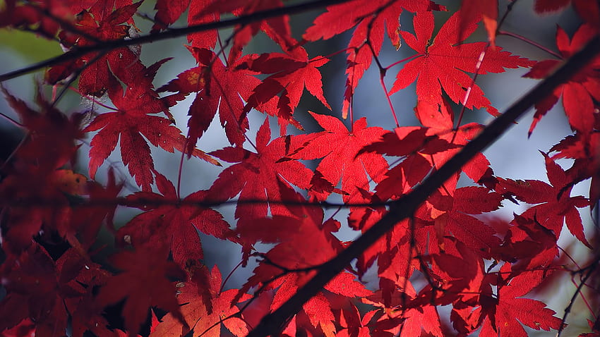 windylife, art, maple, paper, japanese, leaves, enabled, similar, colored HD wallpaper