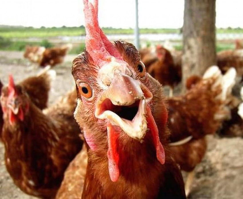 Смешни пилета - Смешно пиле - HD тапет