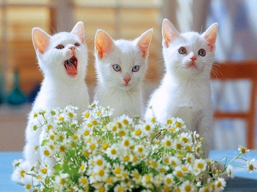 For Carmen to love, white, blue eyes, siblings, three, kittens, daisies HD wallpaper