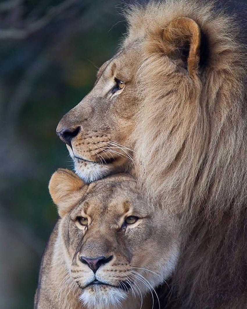 Suzanne Pardue в Twitter. Красиви животни, диви животни, двойка лъвове HD тапет за телефон