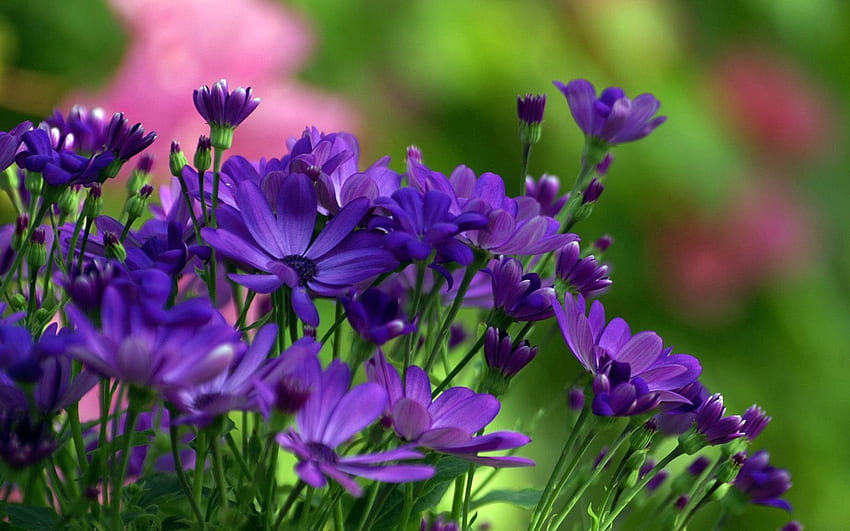 Blumen, Nahaufnahme, Grüns, klein HD-Hintergrundbild