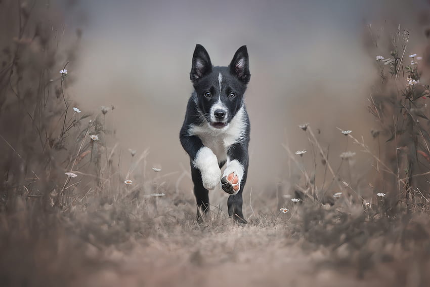 Running puppy, animal, dog, puppy, black, running, cute, caine HD wallpaper