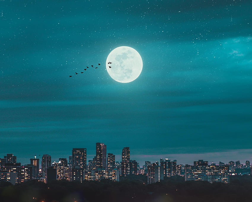 Kota, Burung, Malam, Bulan, Kota Wallpaper HD