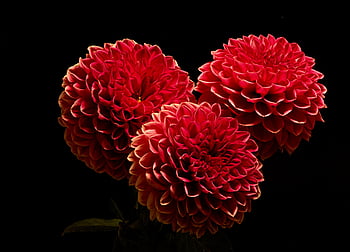 Red flower black background HD wallpapers | Pxfuel