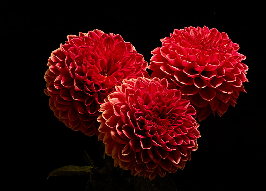 Czerwone Dalie Kwiaty Trzy 3 Zbliżenie Czarne tło Tapeta HD