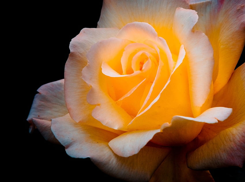 ラブリー ローズ, 黄色いバラ, バラ, 花, 輝き, 美しい, 素晴らしい, 愛らしい 高画質の壁紙