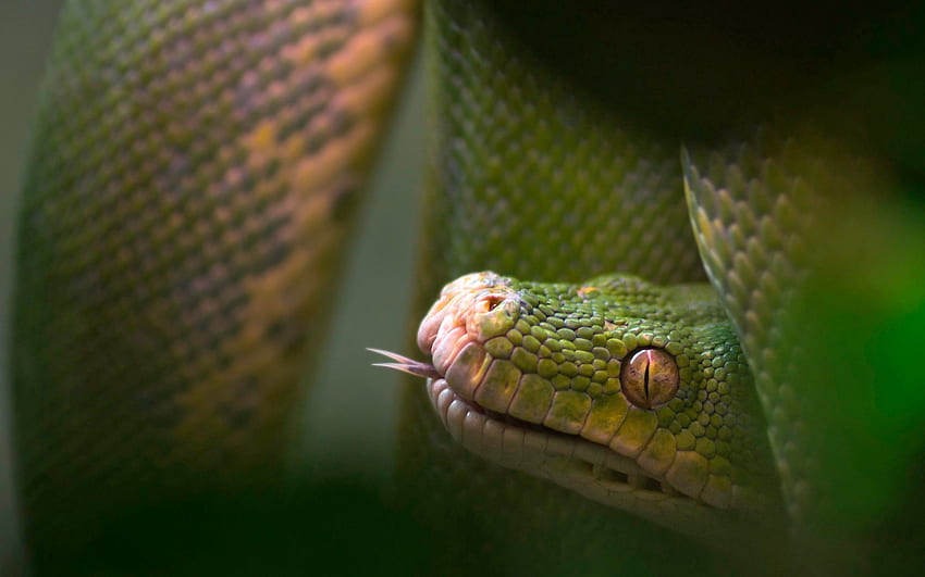 Tiere, Unschärfe, Glatt, Reptil, Schlange, Sprache, Zunge HD-Hintergrundbild