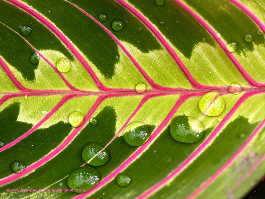 Wet Tropical Leaf Pattern Tree -, Tropical Flower HD wallpaper