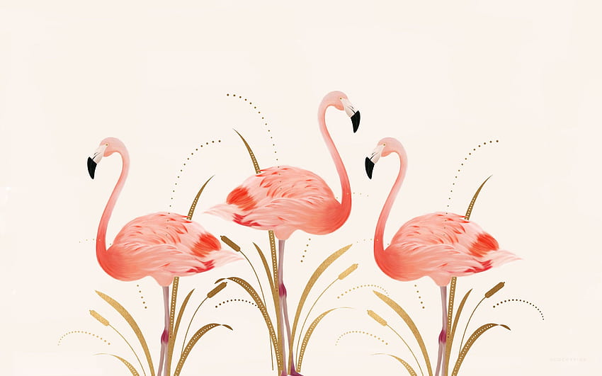 Flamingo Resolution Src Flamingo - 3, flamant rose mignon Fond d'écran HD