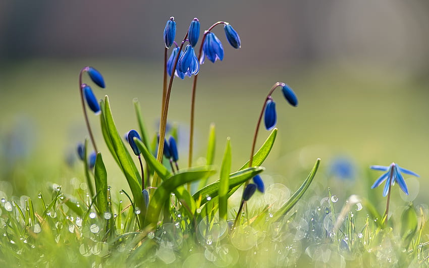Blue Snowdrops สีฟ้า ธรรมชาติ ดอกไม้ สโนว์ดรอป วอลล์เปเปอร์ HD