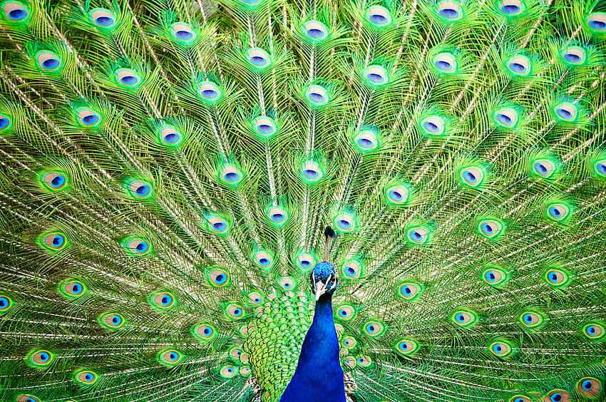 Oiseau paradisiaque pour mon ami CroZg, oiseau paradisiaque, ami, vert bleu, paon Fond d'écran HD