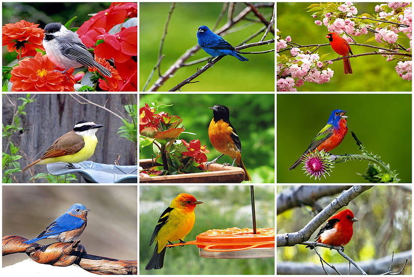 Songbird Collage FC, สัตว์, Scarlet Tanager, กราฟฟิตี, นก, Eastern Bluebird, Indigo Bunting, , นกขับขาน, นก, Western Tanager, สวยงาม, Kiskadee, Chickadee, Cardinal, wide screen, Painted Bunting, สัตว์ป่า, นกขมิ้น วอลล์เปเปอร์ HD