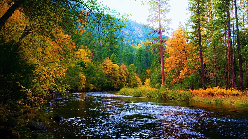 Change of seasons in the leaves over the river - Yosemite, California, mountain, leaves, fall, landscape, trees, colors, usa HD wallpaper
