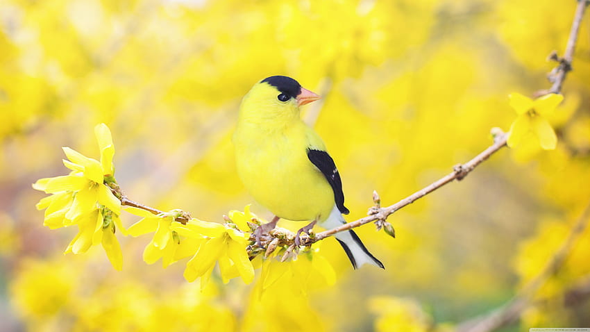 Schwarzer und gelber Vogel, Forsythia-Blumen, Frühlings-Ultra-Hintergrund für U-TV: Breit & UltraWide & Laptop: Tablet: Smartphone, süßer Vogel-Frühling HD-Hintergrundbild
