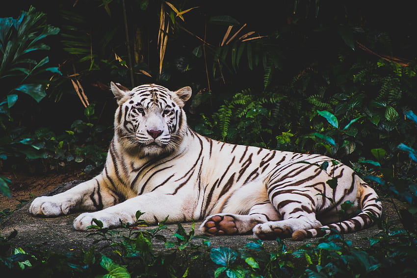 Zwierzęta, kłamstwa, drapieżnik, tygrys Tapeta HD